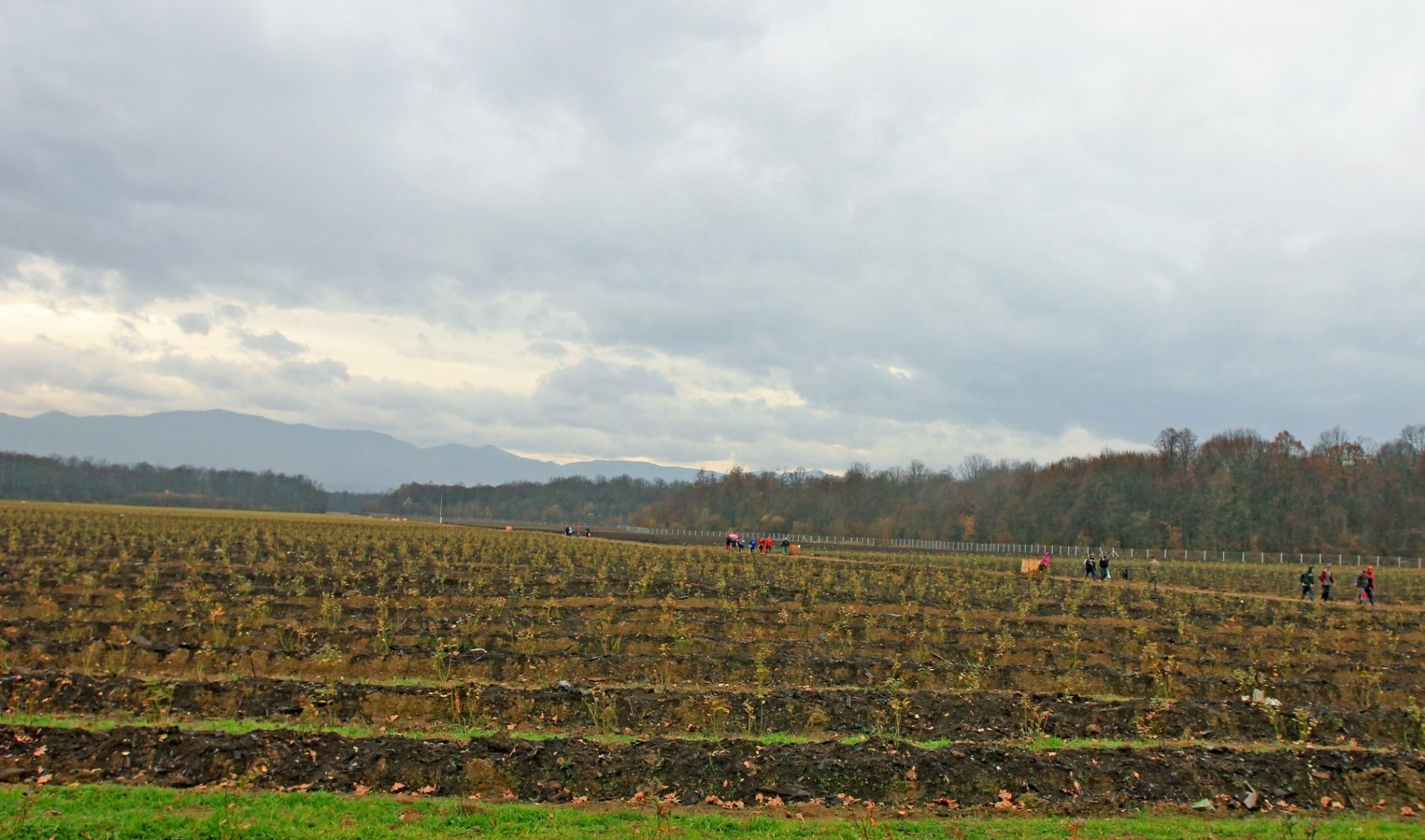 Jedna od najvećih plantaža u Evropi: Živinice postaju centar za proizvodnju borovnica