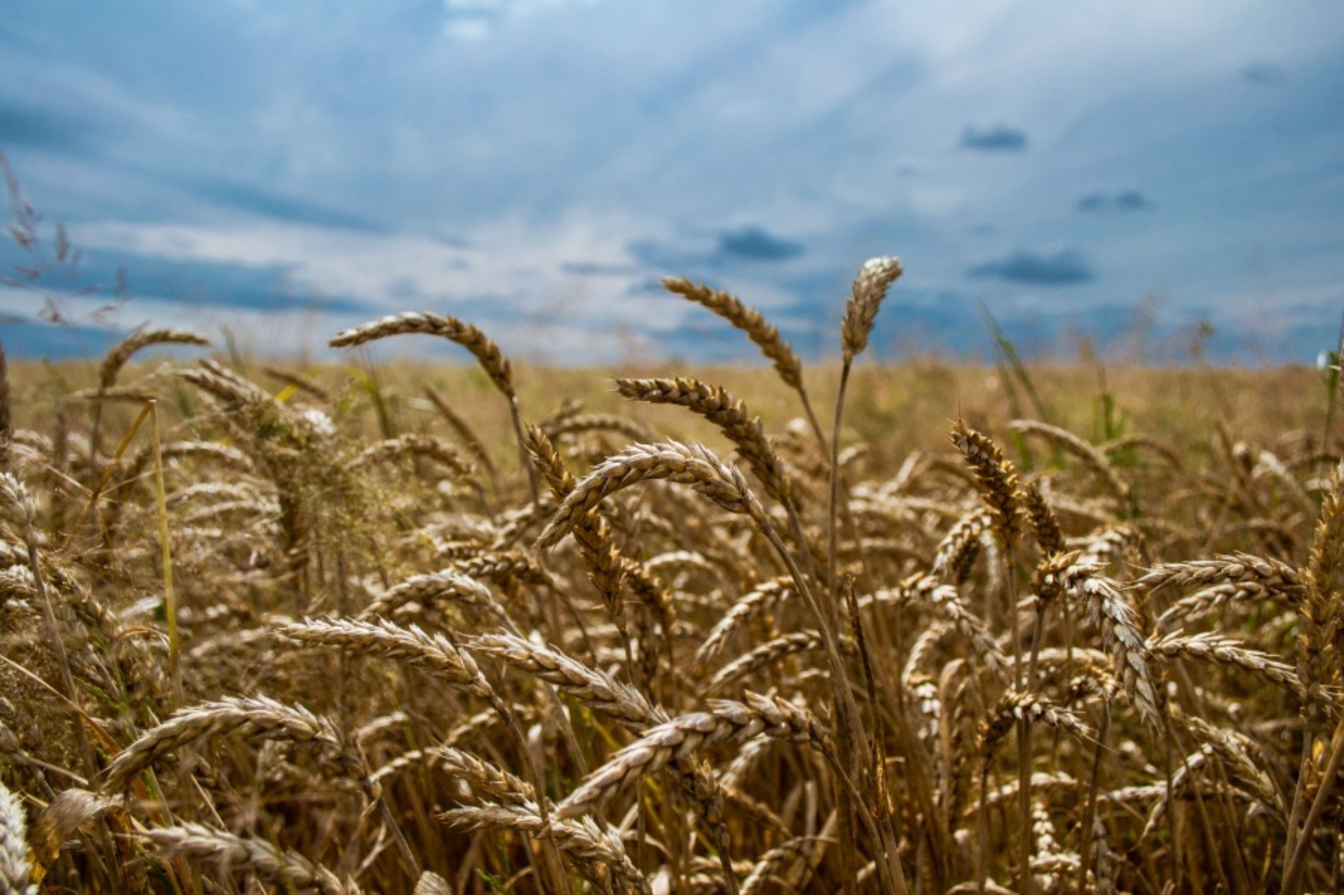 Dobar urod u prošloj godini: Značajno povećanje proizvodnje žitarica, povrća…