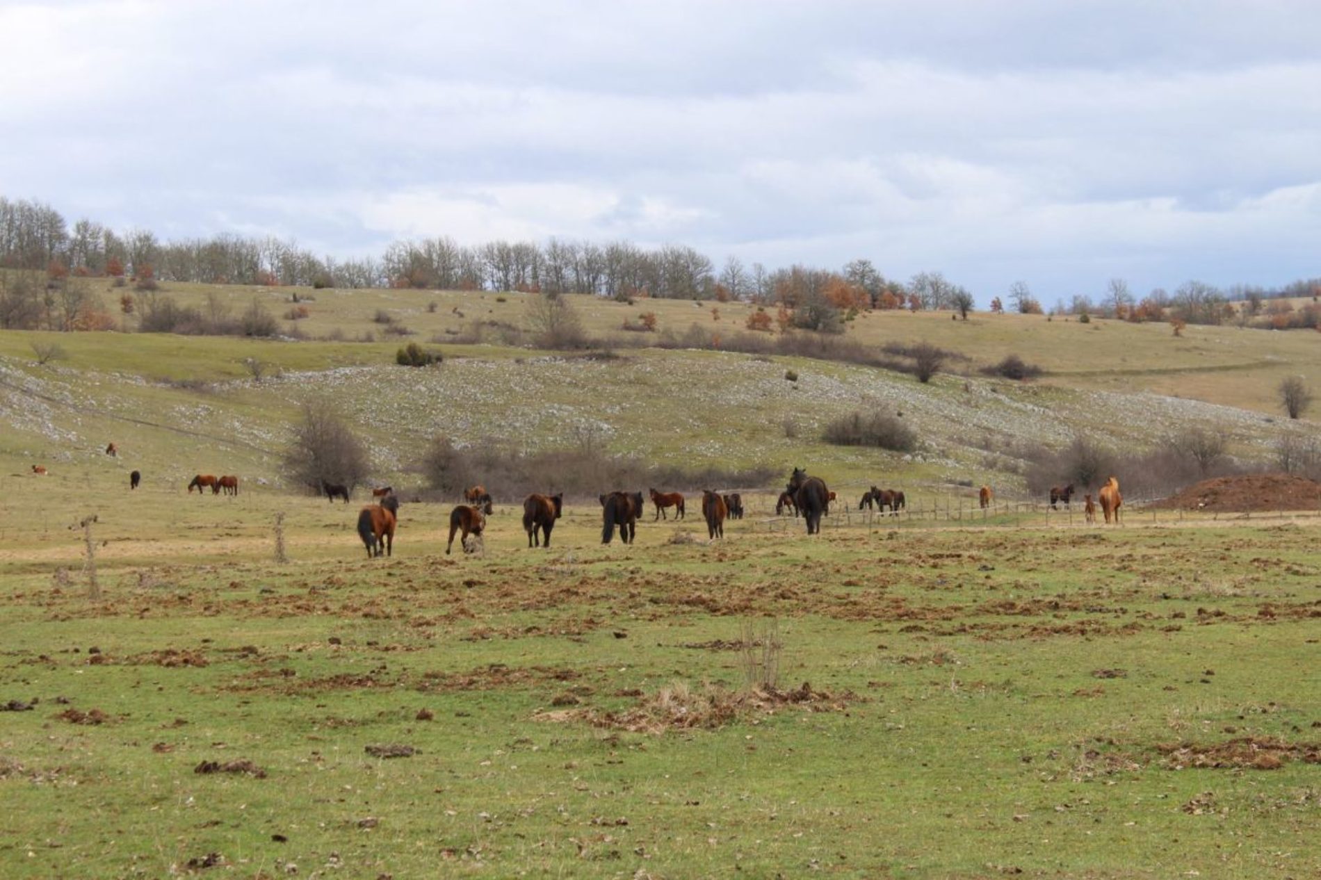 U Sočicu i Dobraču svraćaju samo vikendaši: Sela podivljalih konja na obroncima Romanije