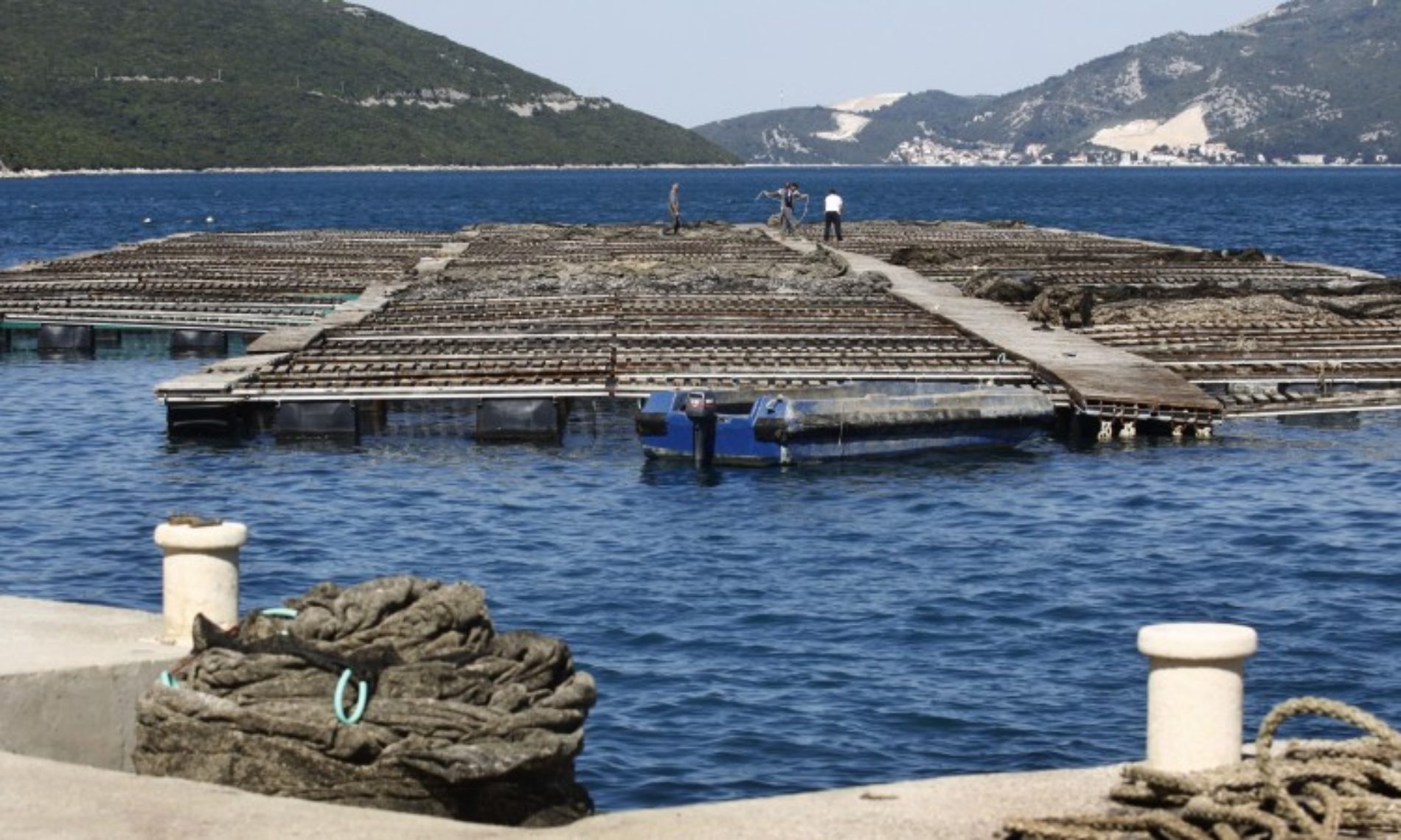 Vlasnici bh. ribogojilišta nemaju potrebu izvoziti ribu