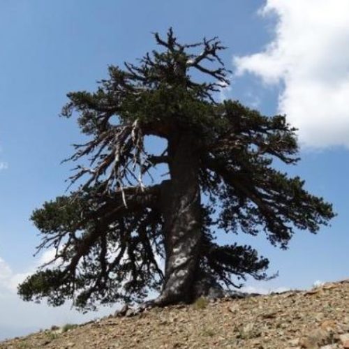 Novo otkriće: Bosanski bor je najstariji živi organizam u Evropi