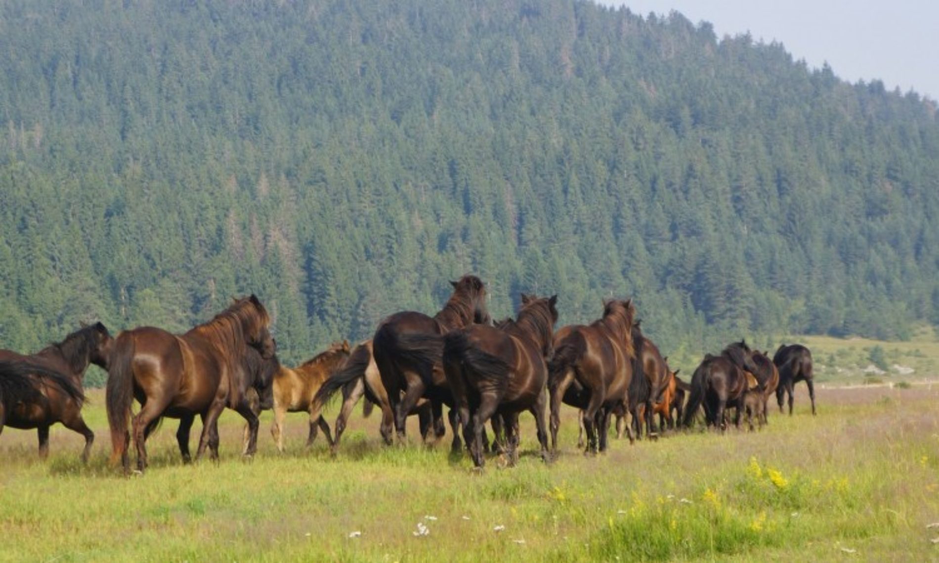 Kritično stanje u populaciji bosanskog brdskog konja