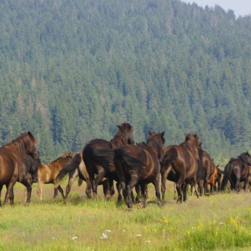 Kritično stanje u populaciji bosanskog brdskog konja