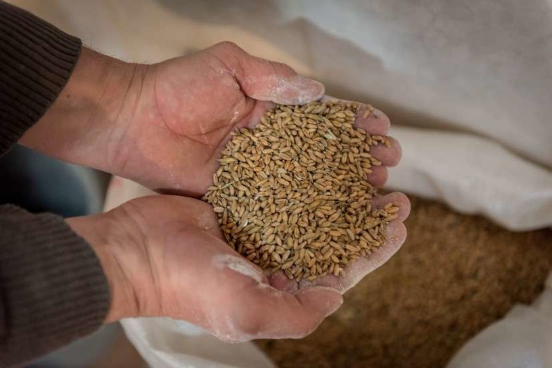 U našoj zemlji povećana proizvodnja pšenice za 43,9 posto, a kukuruza za 50 posto