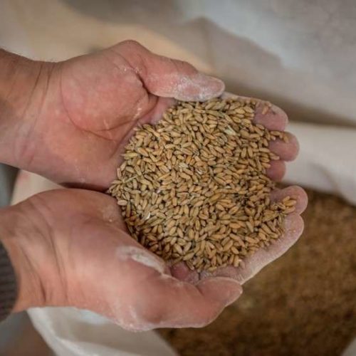 U našoj zemlji povećana proizvodnja pšenice za 43,9 posto, a kukuruza za 50 posto