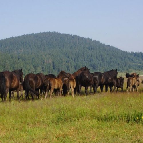 Uzgoj bosanskog brdskog konja: novi uzgajivači u Srbiji i Austriji