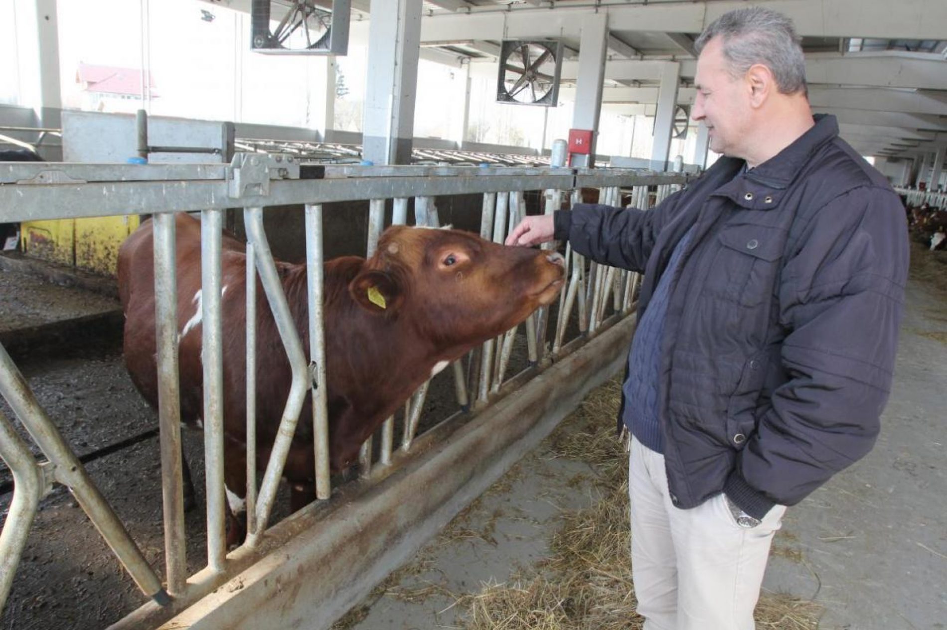 Investitor Arifagić ostaje u Krajini: Norveške krave stižu u Bosanski Petrovac