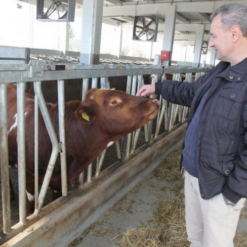 Investitor Arifagić ostaje u Krajini: Norveške krave stižu u Bosanski Petrovac