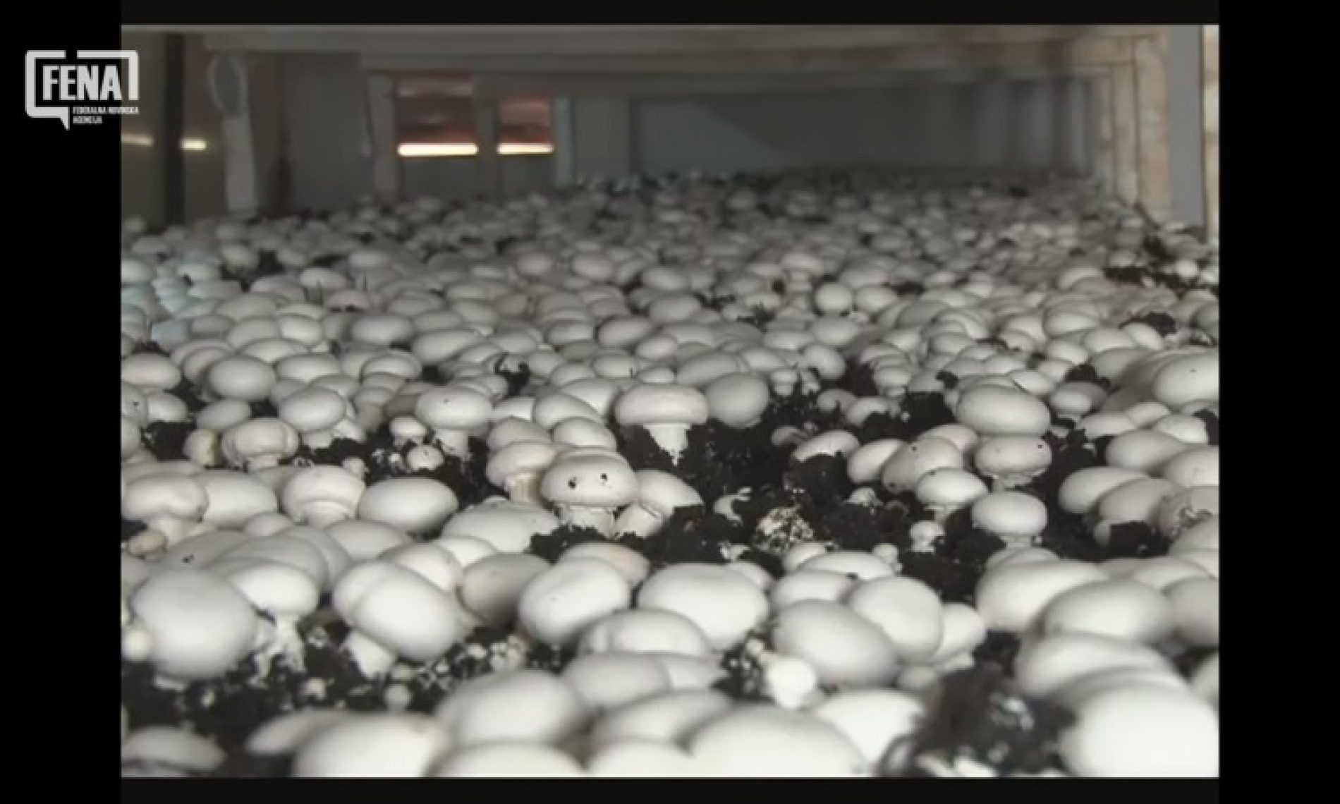 Tuzlanski gljivari bilježe rast proizvodnje: S domaćeg tržišta potisnuli uvoznu gljivu (VIDEO)