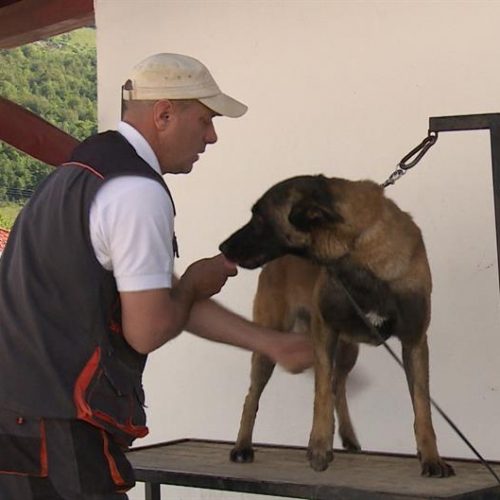 Psi demineri iz Bosne i Hercegovine spašavaju živote širom svijeta