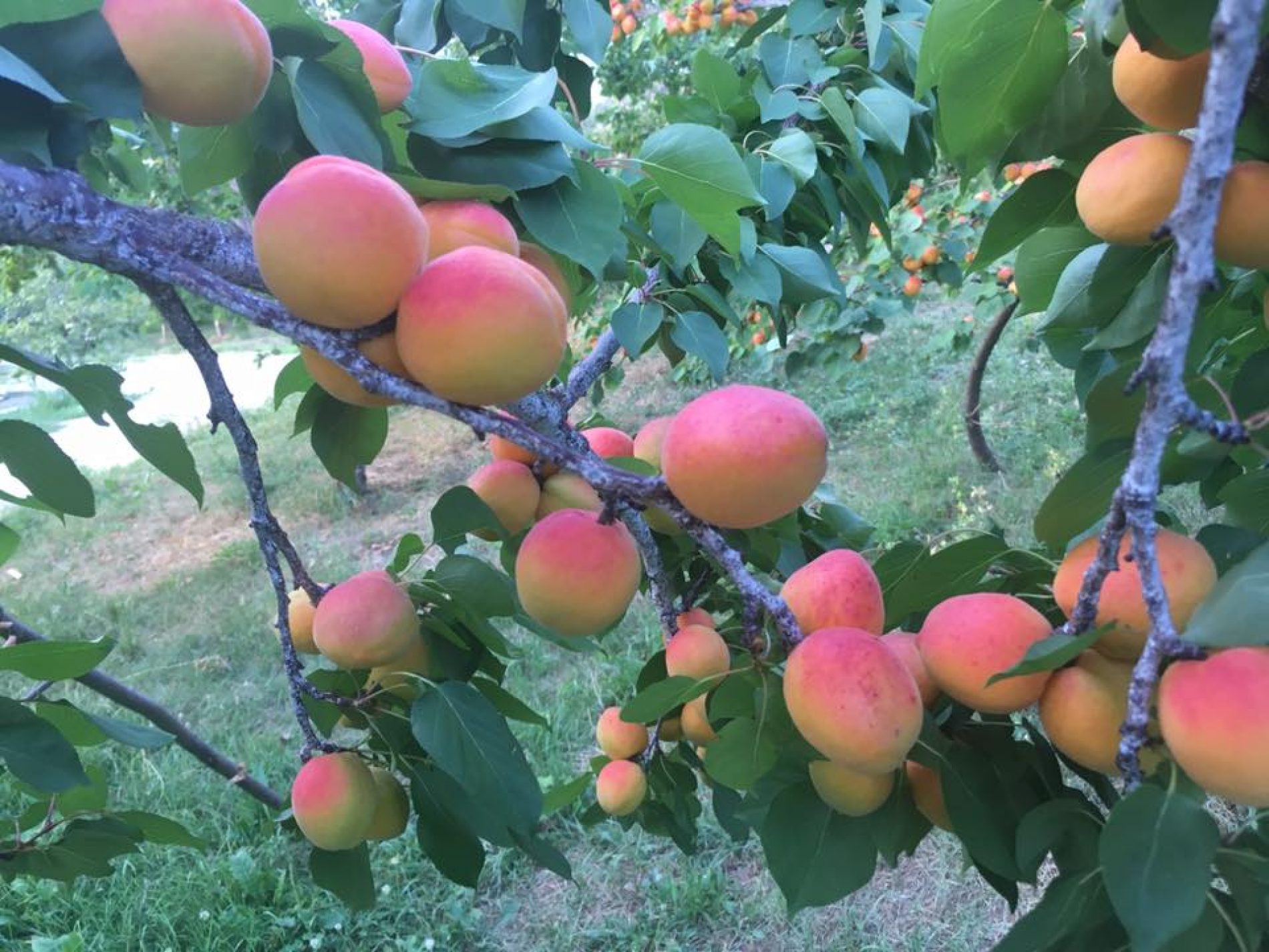 Pozitivna povratnička priča: U mjestu Koraj uspješno se bave proizvodnjom voća