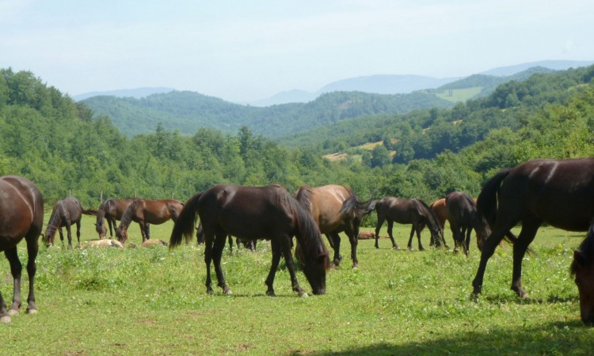 U Ljubljani trajno čuvanje gena bosanskog brdskog konja