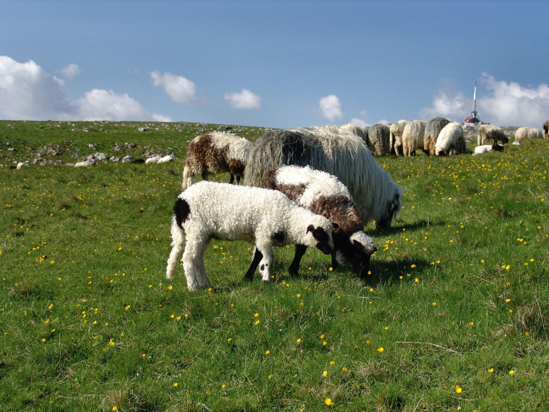 ‘Statistika poljoprivrede, šumarstva i ribarstva’ – Bosna i Hercegovina uzgaja dva puta više ovaca od Austrije