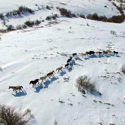 Fascinantan snimak iz zraka: Livanjski divlji konji
