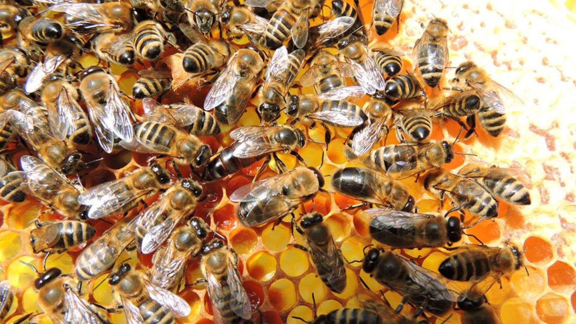 Izvoz meda u protekloj godini povećan za 100% – najviše se izvozilo u arapske zemlje