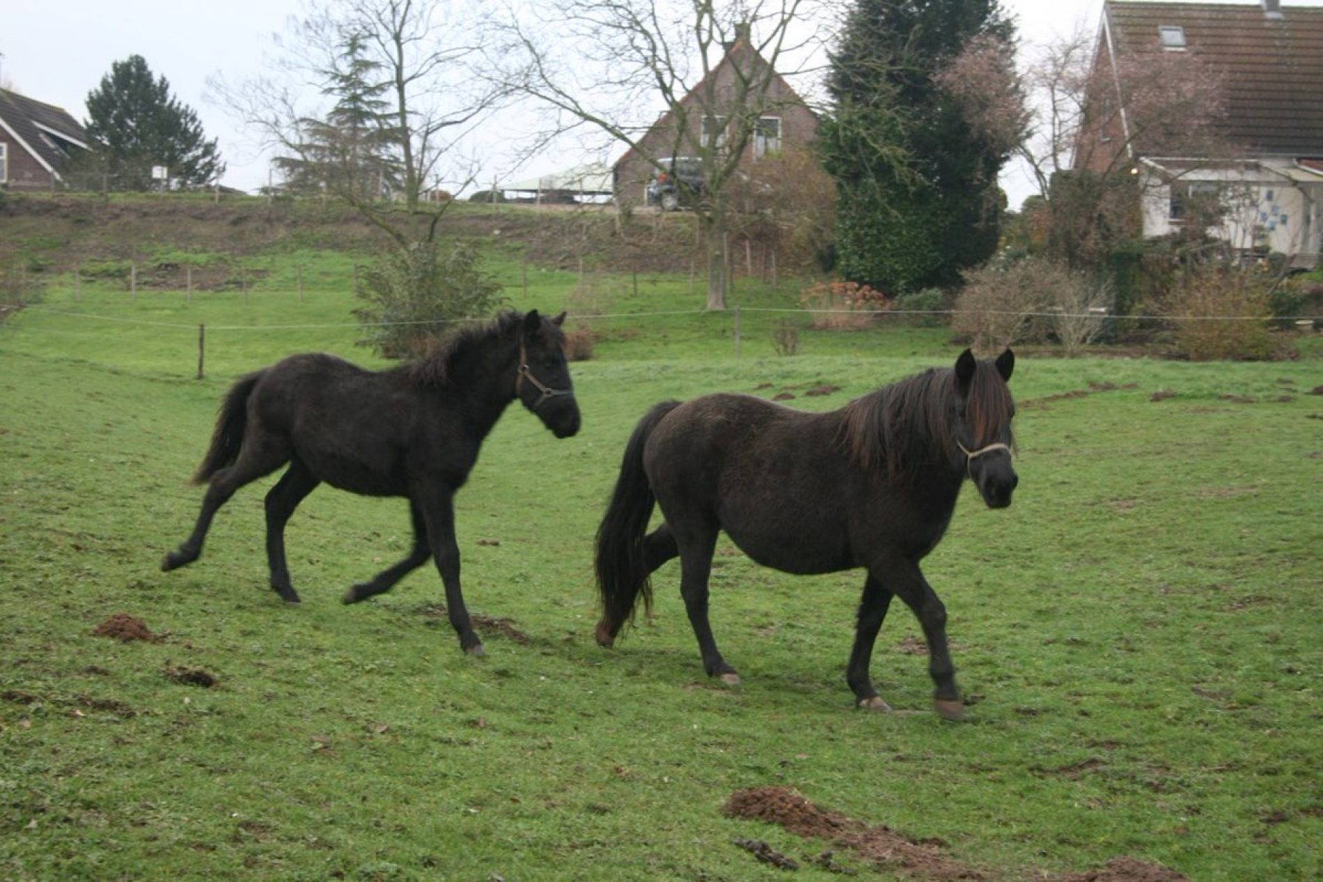 U Holandiji počeo uzgoj bosanskog brdskog konja