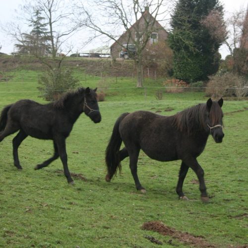 U Holandiji počeo uzgoj bosanskog brdskog konja