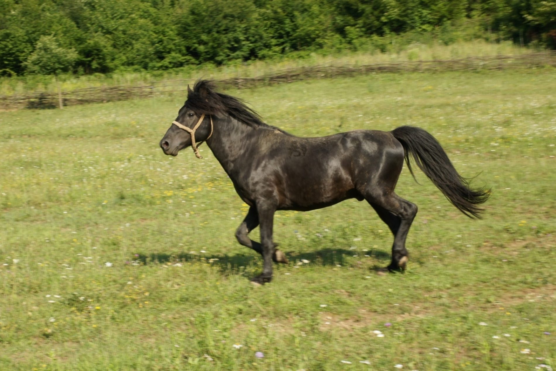 Osnovana nova ergela bosanskog brdskog konja