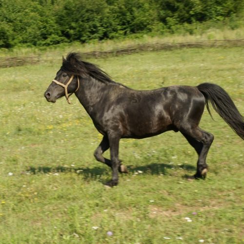 Osnovana nova ergela bosanskog brdskog konja