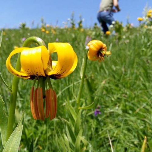 ‘Lilium bosniacum’ na Magliću: Najviša bosanska planina ukrašena zlatnim ljiljanima