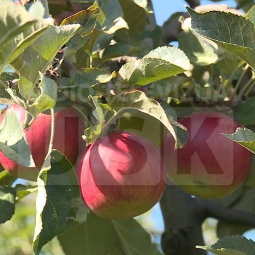 Bosna i Hercegovina za pola mjeseca u Rusiju izvezla 300 tona jabuka