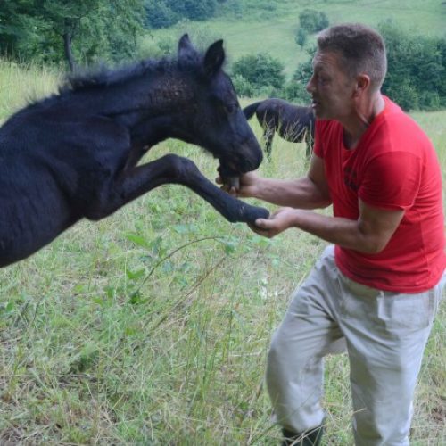 Raste interes za plemenitu pasminu bosanskog brdskog konja (FOTO)