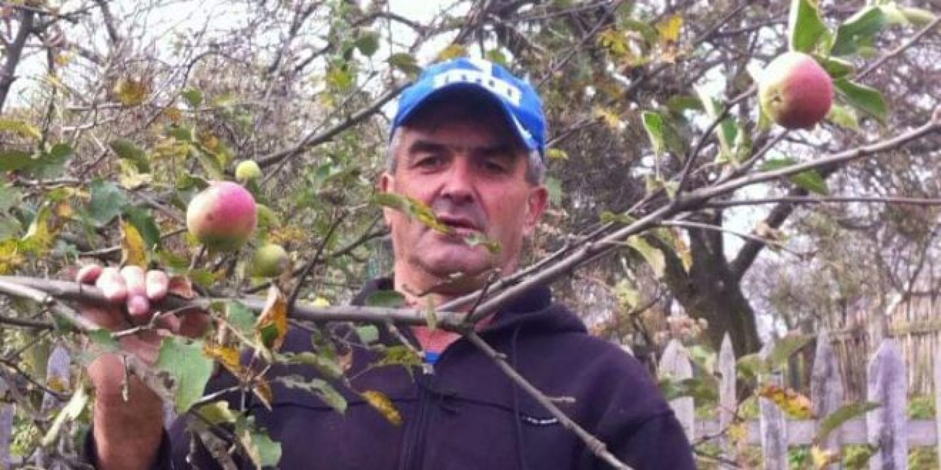 Zanimljivost u voćnjaku Senada Hodžića: Jabuka rodila po drugi put u ovoj godini