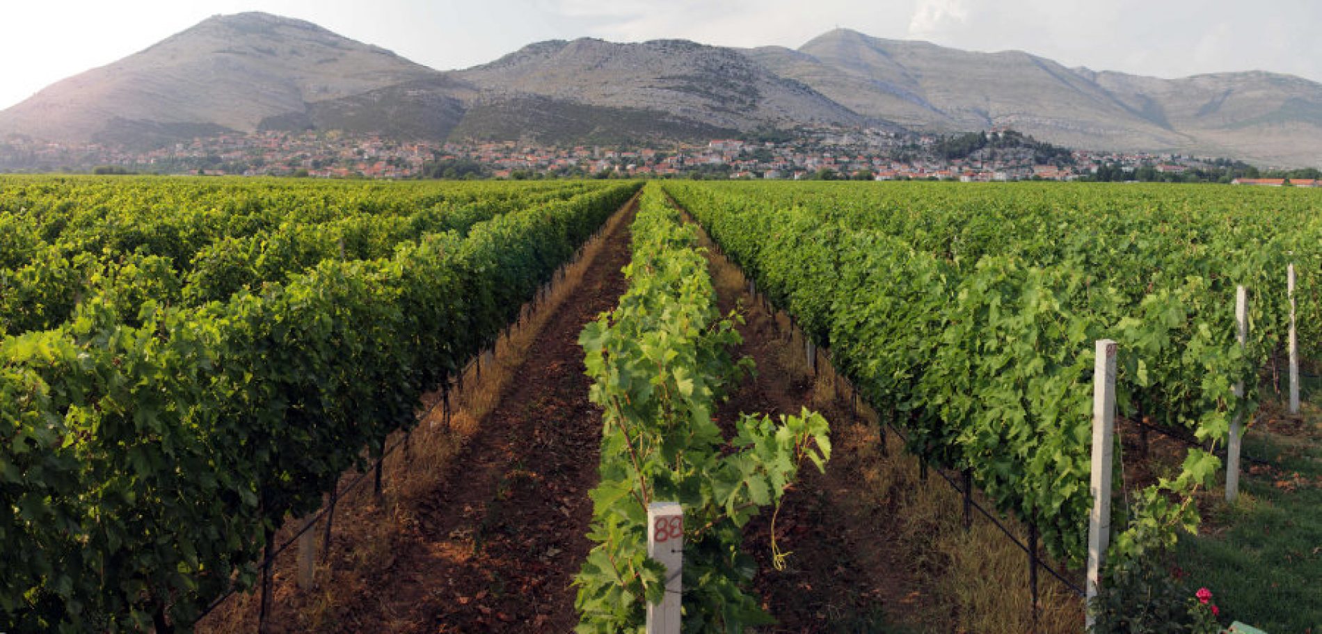 Hercegovački vinari “trljaju ruke” nakon uspješne godine