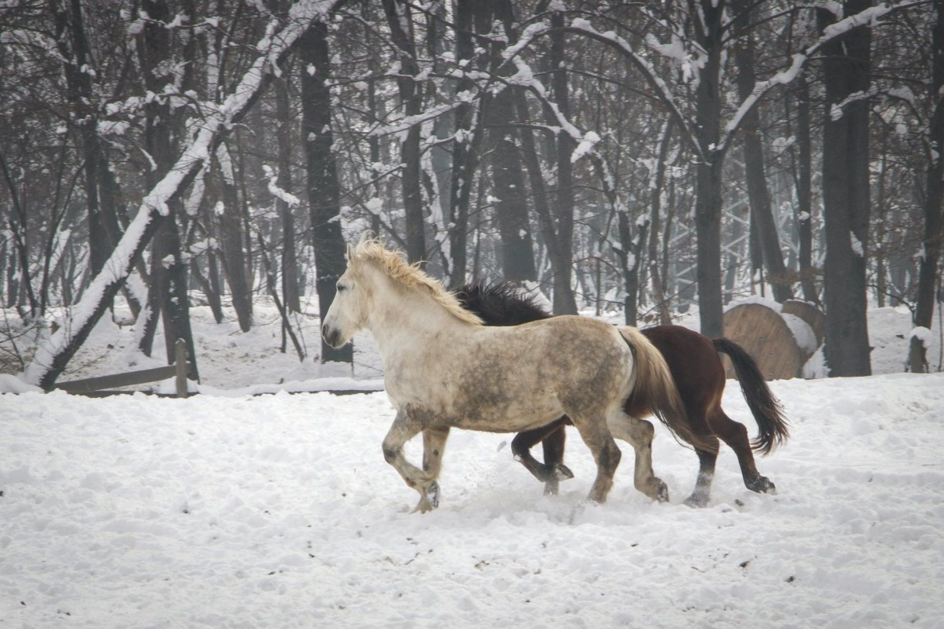 Konji s ranča “Zelena dolina” kod Prnjavora nižu nagrade
