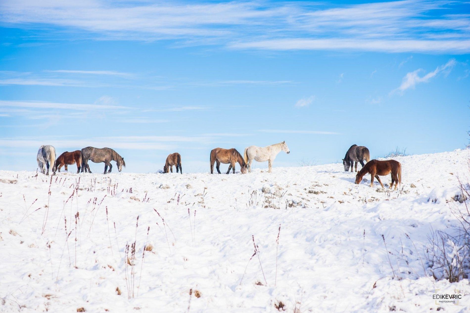 Divlji konji sa Borove glave prkose zimi (FOTO)
