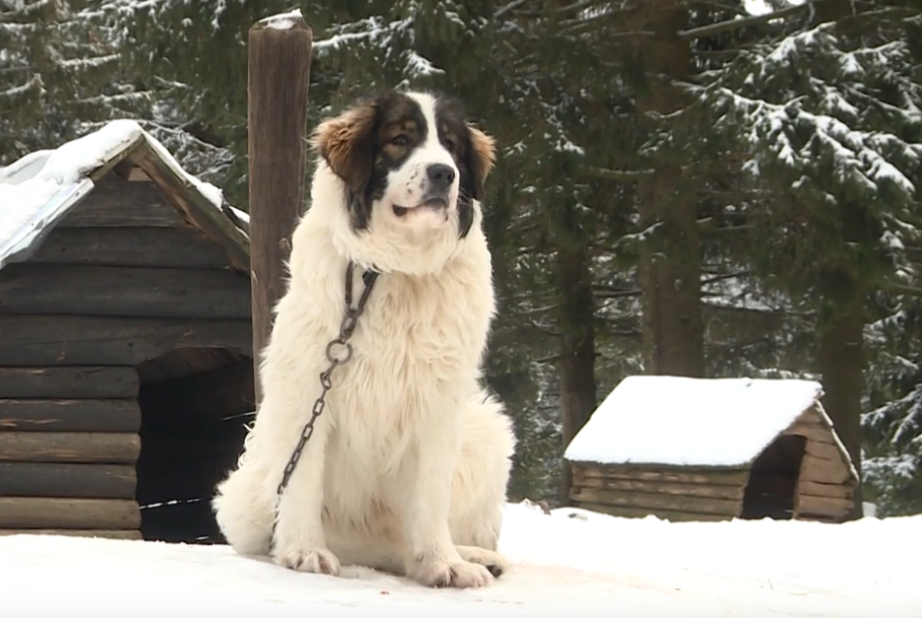 Bosanski pas Tornjak (VIDEO)