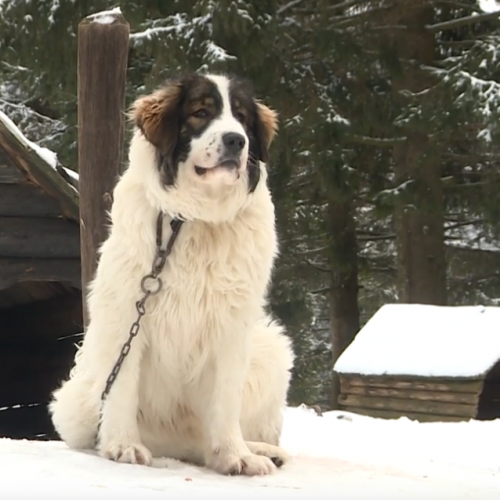 Bosanski pas Tornjak (VIDEO)