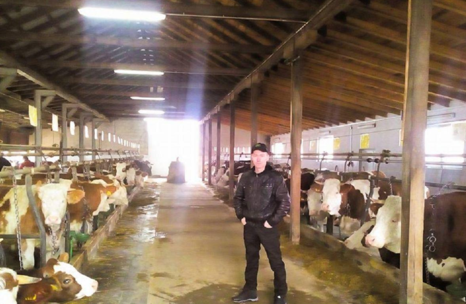 Kakanjski farmeri bilježe rekord u proizvodnji svježeg kravljeg mlijeka (Video)