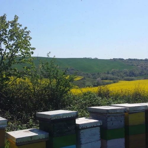 Pčelari i malinari zajedno zaštitili pčele u Fojnici