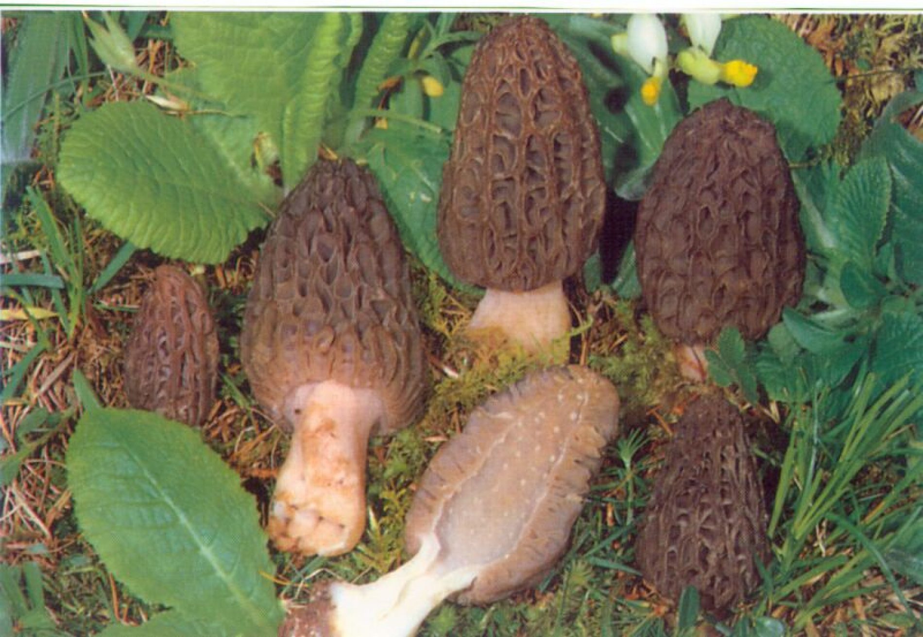 Kilogram najskuplje sušene bosanske gljive može se prodati za čak 250 maraka
