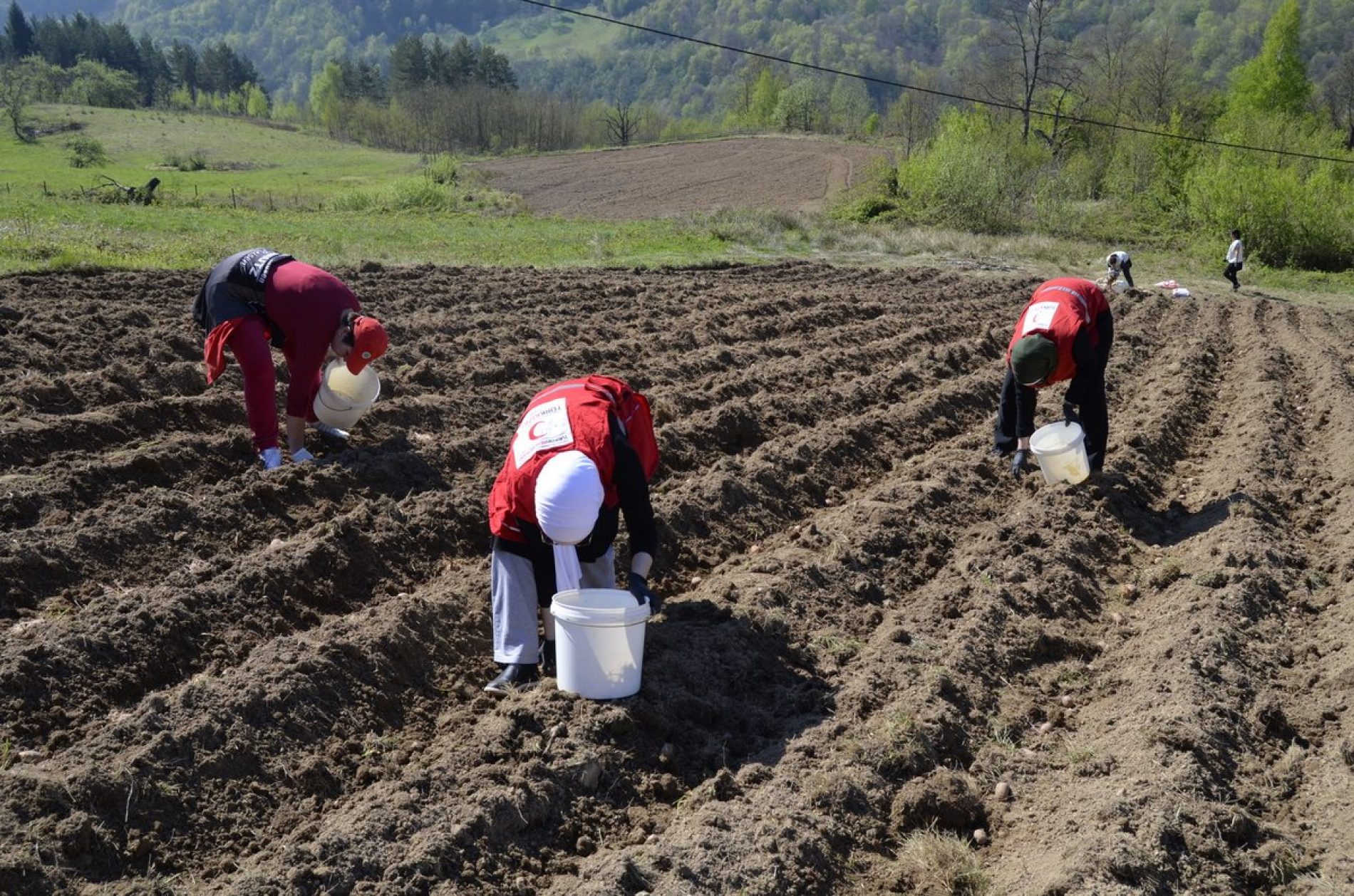 Srebrenica: Zasijano više od dvadeset dunuma krompira za potrebe humanitarne organizacije