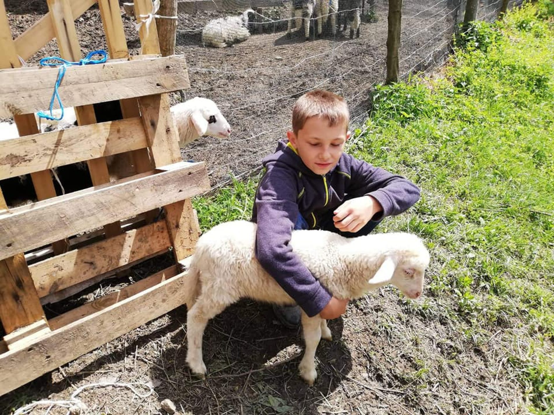 Dječaku Ameru Ibrahimoviću iz Pobuđa uručena donacija od 10 ovaca (Video)