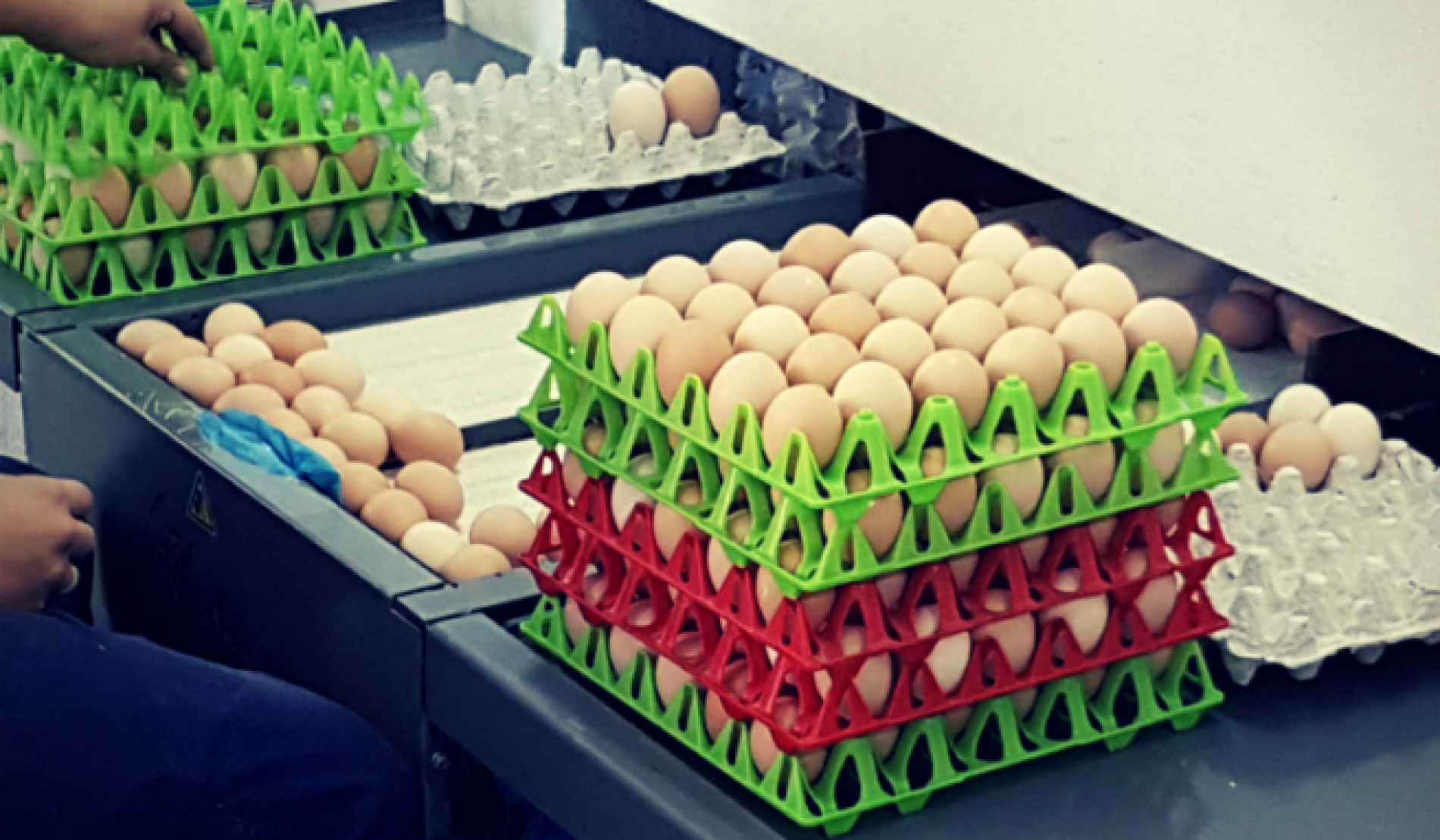 Odobren izvoz jaja iz Bosne i Hercegovine u EU
