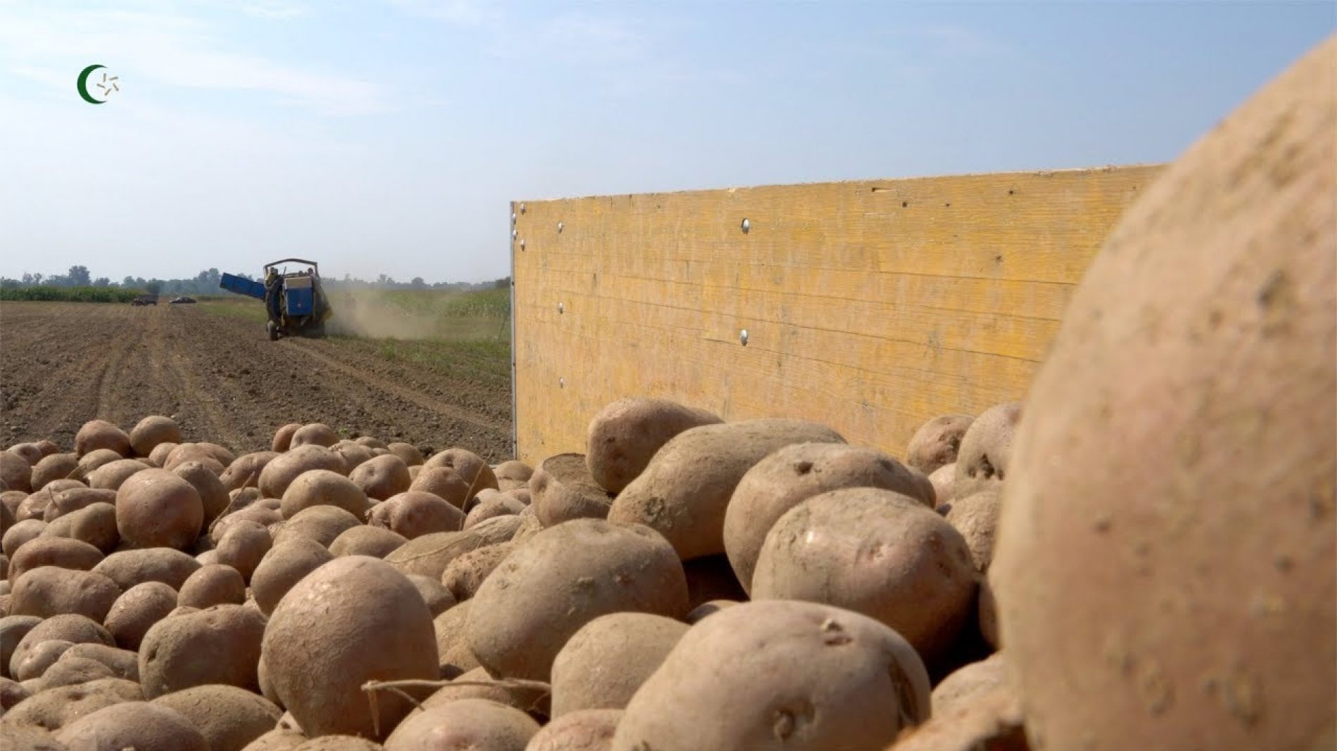 Krompir u Janji na 350 dunuma, prinosi veći od očekivanih (Video)