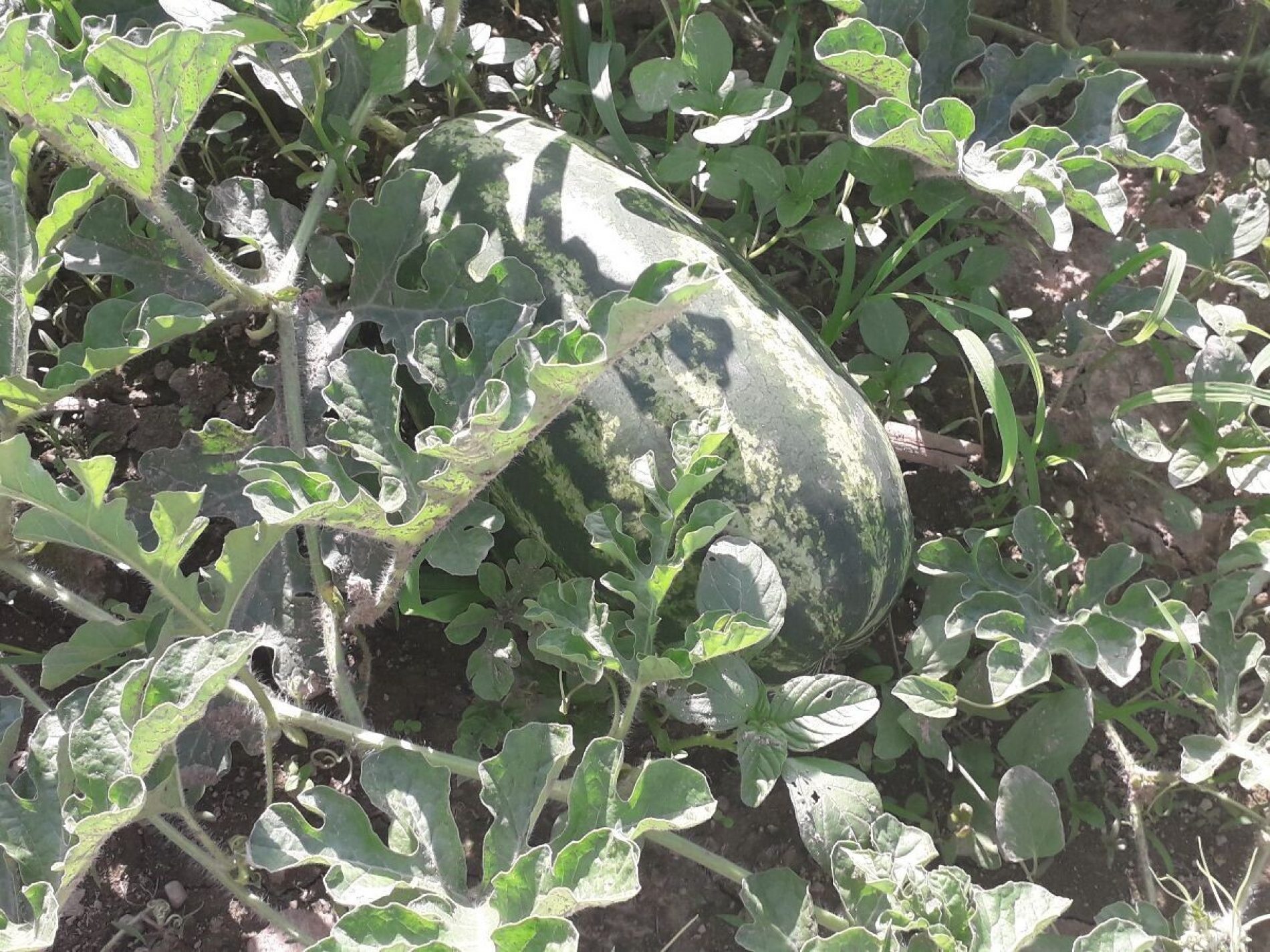 Vidičevići 15 godina proizvode lubenice, ove godine očekuju proizvodnju od 60 tona