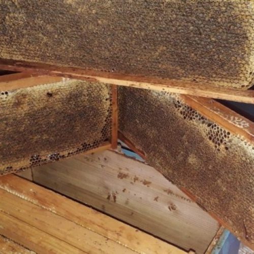 Udruženje ‘Vrijesak’ čuva tradiciju pčelarstva u Živinicama