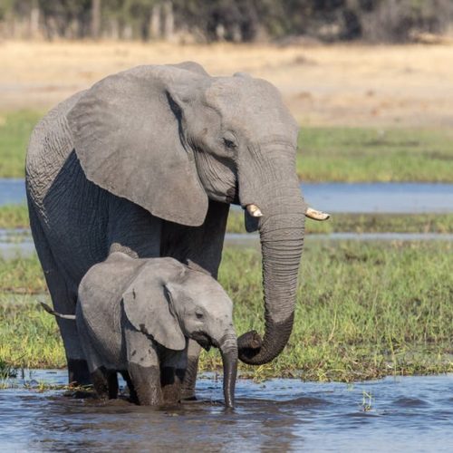 UN zabranio premještaj afričkih slonova iz divljine u zoološke vrtove