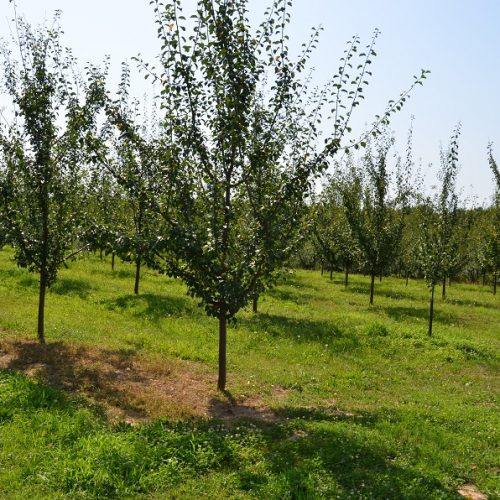 Na području Brčko distrikta BiH 1.200 hektara zasađeno voćem