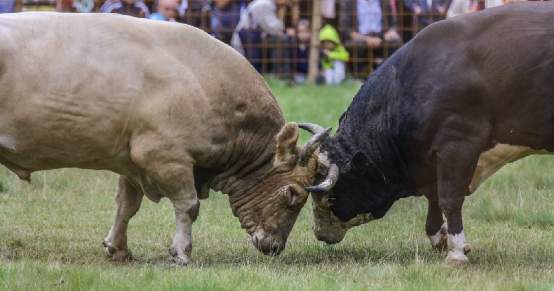 Tradicija: Spektakularna borba bikova u Visokom (Video)