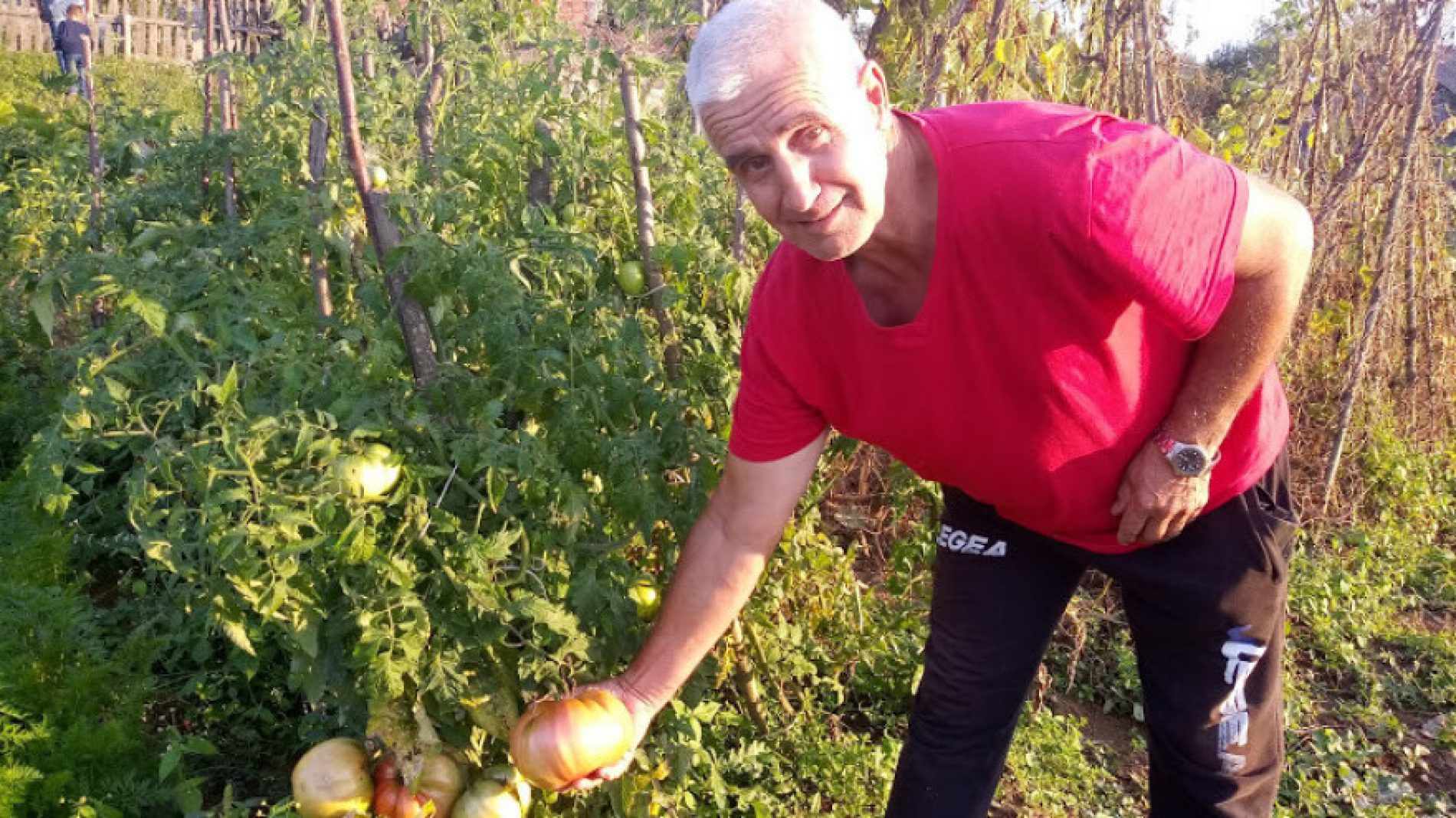 Salko Smajić na imanju kod D. Vakufa uzgaja paradajze teže od 1 kg