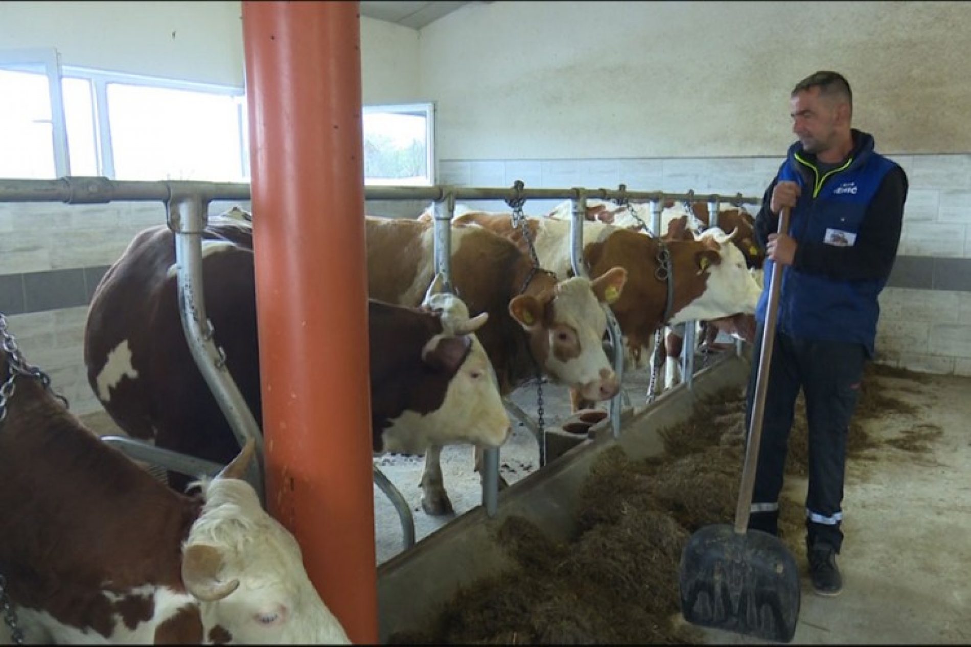 Porodica Mehić iz Krajine uspješno se bavi stočarstvom; kravama obezbijedili i muziku