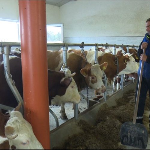 Porodica Mehić iz Krajine uspješno se bavi stočarstvom; kravama obezbijedili i muziku