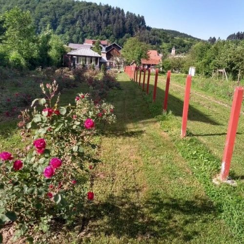Emir Hadžijusufović brine o hiljadu sadnica ruža – proširio i paletu proizvoda