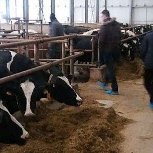 Uspješna poljoprivredna zadruga iz Tuzle: Milk Land obezbjeđuje 955 plata