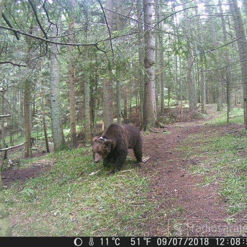 Nadomak Sarajeva: Medvjedi i vukovi na Skakavcu su blago